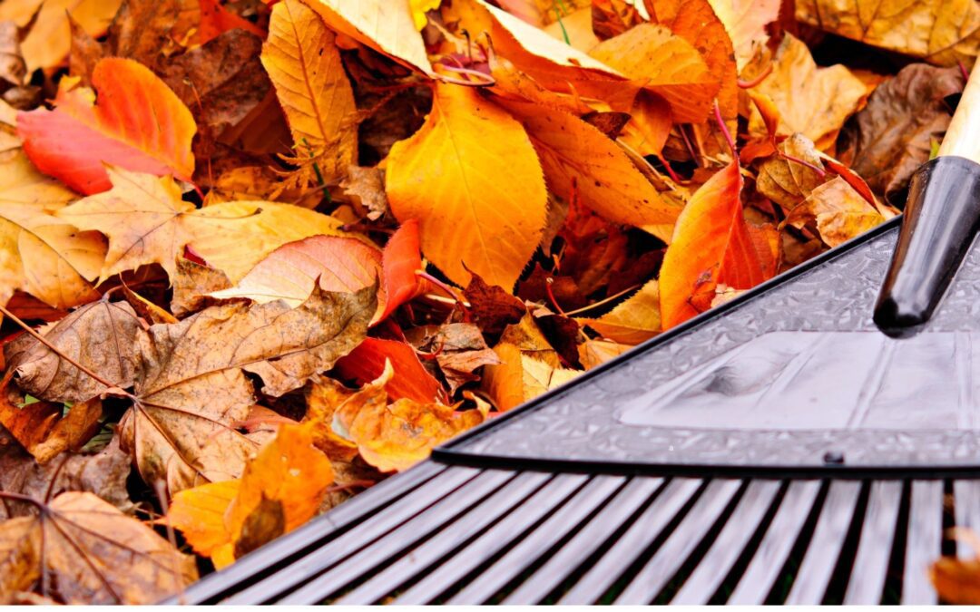 Fall Clean-Up: Prep Your Yard for Winter