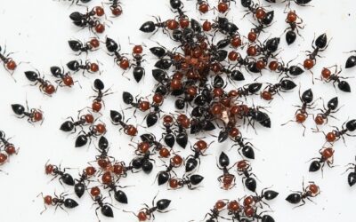 Don’t wait for bugs- prevent them first!